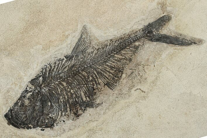 16.6" Fossil Fish (Diplomystus) - Wyoming